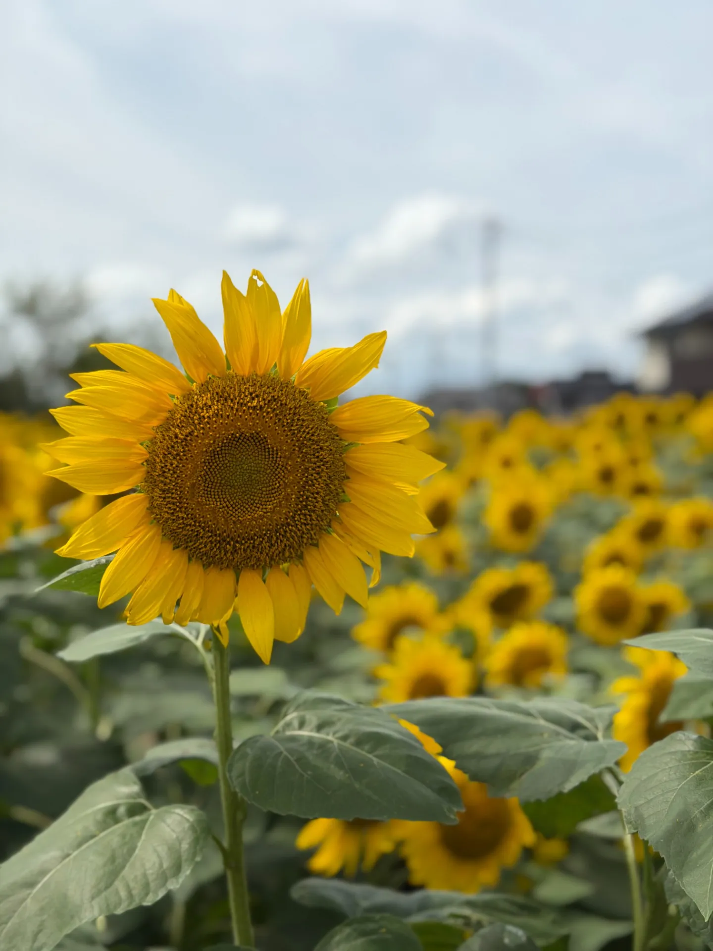 ひまわり畑🌻